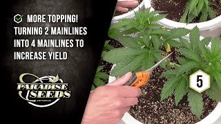 Paradise Seeds Skunk Works Project Ep More Topping To Create 4 Mainlines