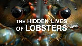 The Hidden Lives of Lobsters