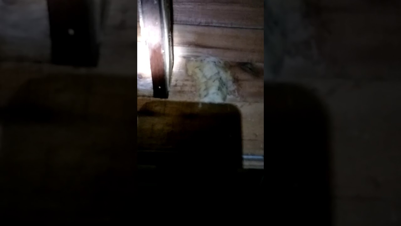 Sarang Burung Walet Terbesar Didunia 