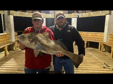 Big Black Drum fishing in ocean springs MS 