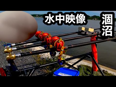 【涸沼】鯉釣り水中映像　透明度最悪ボラ群れ、ハゼ、沖の底にアミ大量