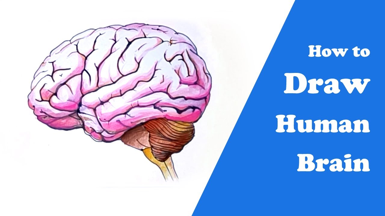 From Sketch to Color Human Brain Drawing Tutorial ✍️ 🧠 | #prlinfo | #humanbrain