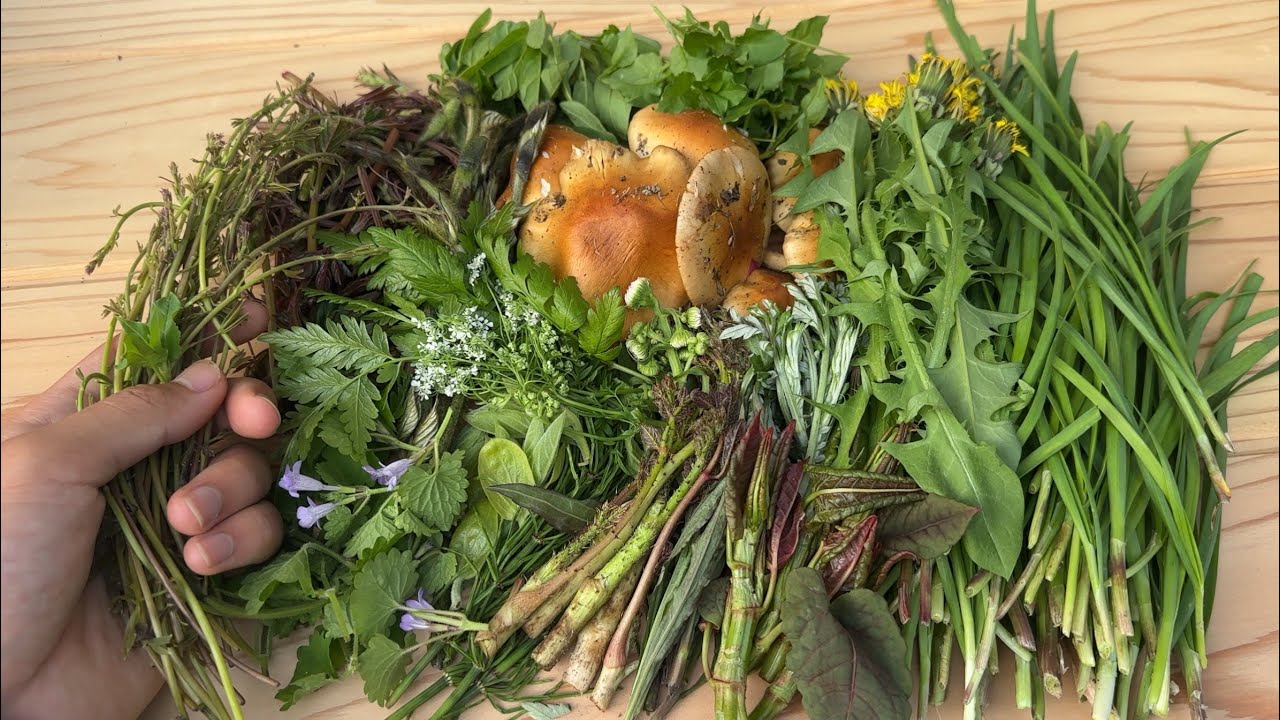 家の周りの雑草を食べ尽くす　18種を使い夕食に　山菜・野草採り