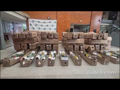 Reemplazaron tallos de flores para enviar cocaína desde el aeropuerto El Dorado a Países Bajos