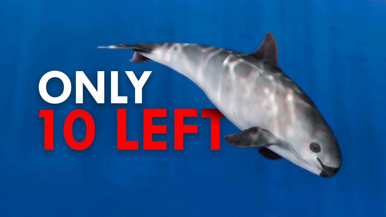 Why Is the Vaquita the Rarest Whale on Earth?