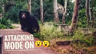 Sloth bear in attacking mode   #animalshorts #slothbear