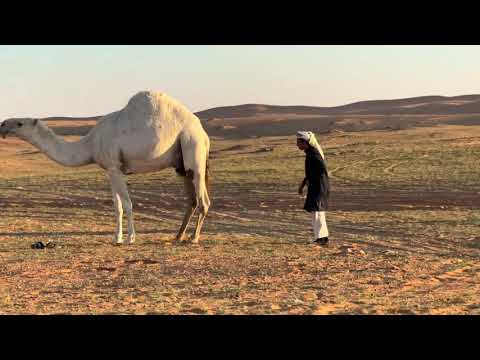 حداني على البيت المطرف غلا راعيه البل البدو 