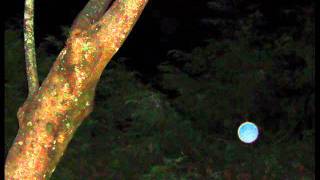 Orbs and their amazing colors.wmv