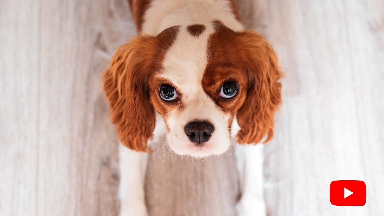 Restless puppy dog wants to play | Pet dog cute moments ❤️ | 