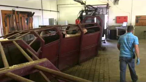 Low-stress cattle handling