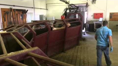 Low-stress cattle handling