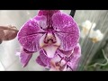 Обзор орхидей 30 января 2020 года Леруа Мерлен Воронеж