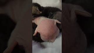 Unveiling the First 4 Days: A Devon Rex Kitten’s Journey