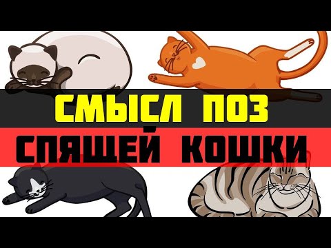 Какие тайны скрывают позы спящей кошки: 8 поз