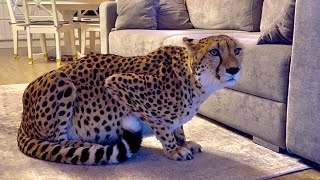 Cheetah Gerda accepted an invitation to warm up in the house! She likes it while Messi is away.