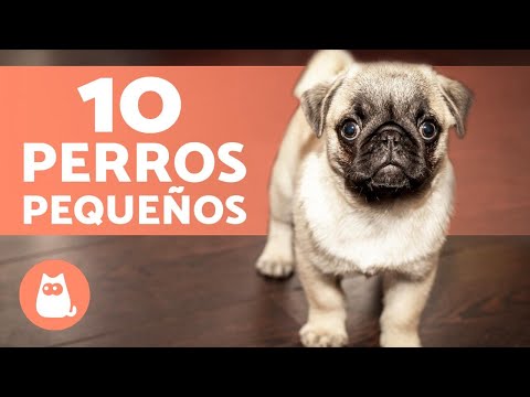 Video: Que Perros Son Enanos