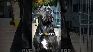 7 Secrets About Cane Corso ❤️😍 #canecorso #serbian