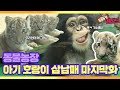 [동물농장 레전드] ‘아기 호랑이 삼남매’의 무림 적응기 다시보기 EP.2 마지막화 I TV동물농장 (Animal Farm) | SBS Story