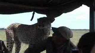 Cheetah in the Car