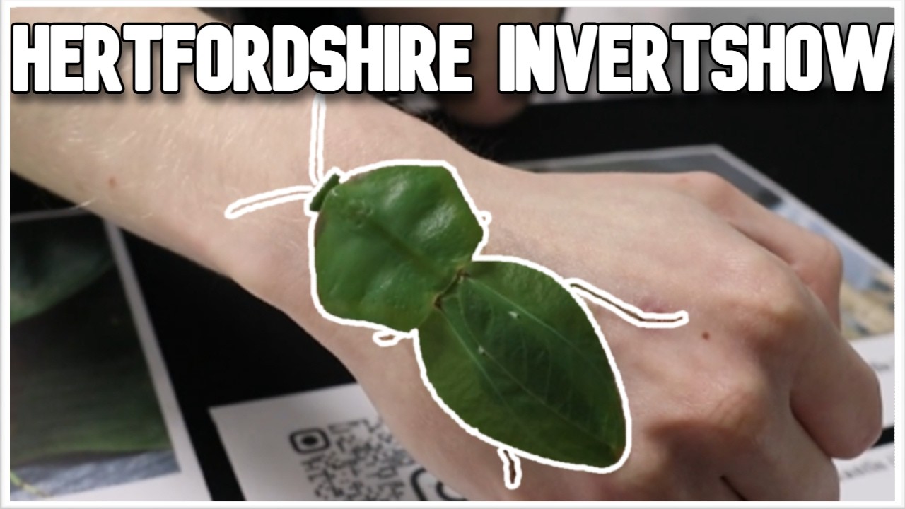Hertfordshire Invert & Arachnid Show 2026 + PICKUPS!!!
