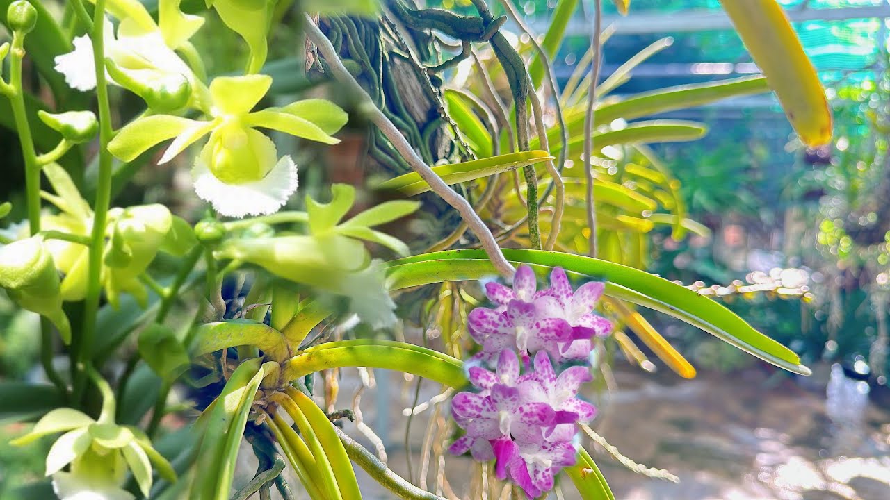 Lan rừng - ngày 28-2-2026 ll Lan rừng giá rẻ ll thanh lý bao ship ll