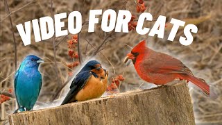 Your Cat Might FREAK OUT if They Watch This Bird Video