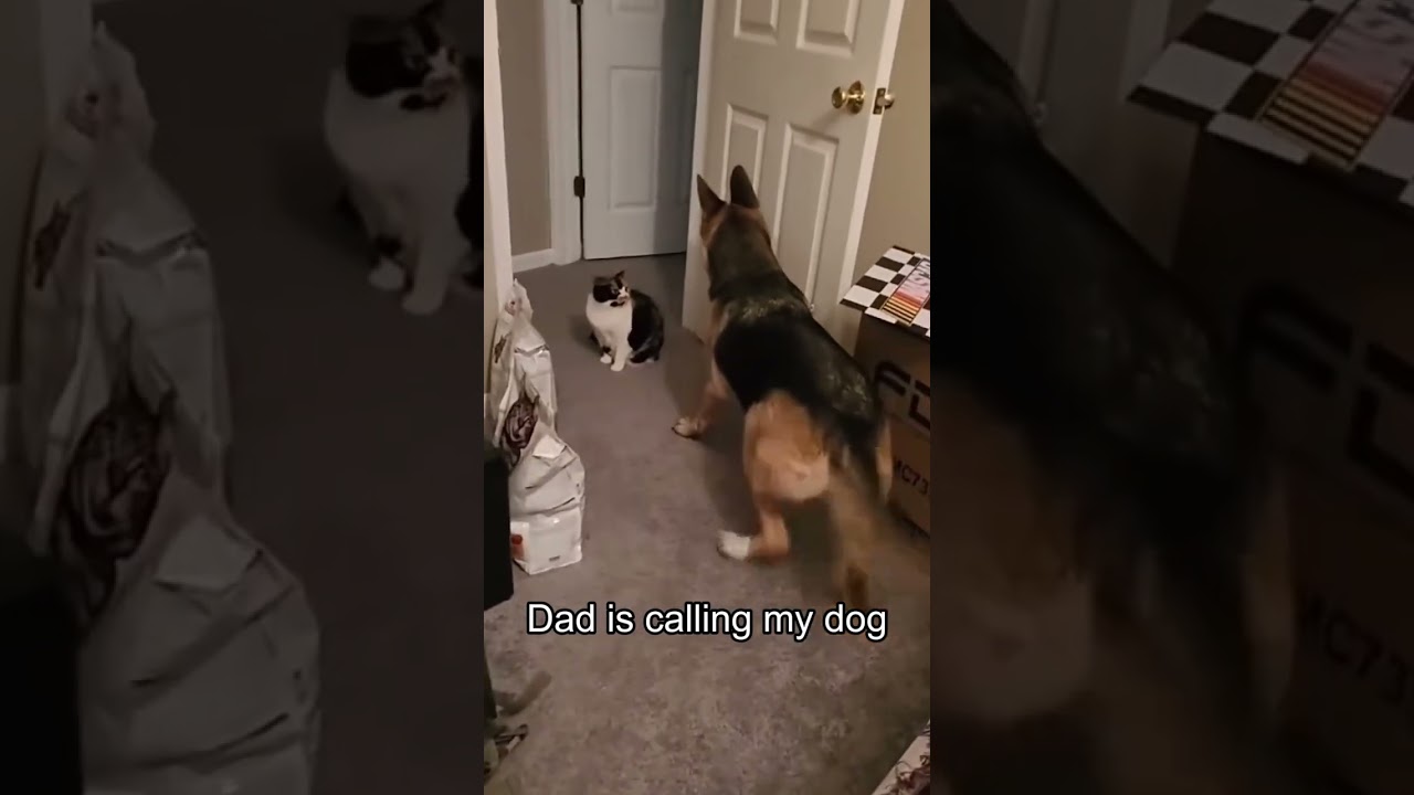 Dogs are afraid of cats #funny