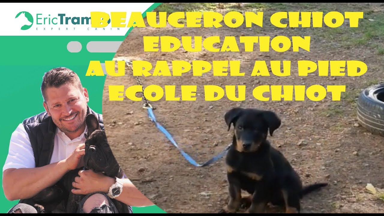 Comment Eduquer Un Chiot Beauceron Au Rappel Au Pied Youtube