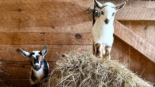 A dozen baby goats kick up their hooves!
