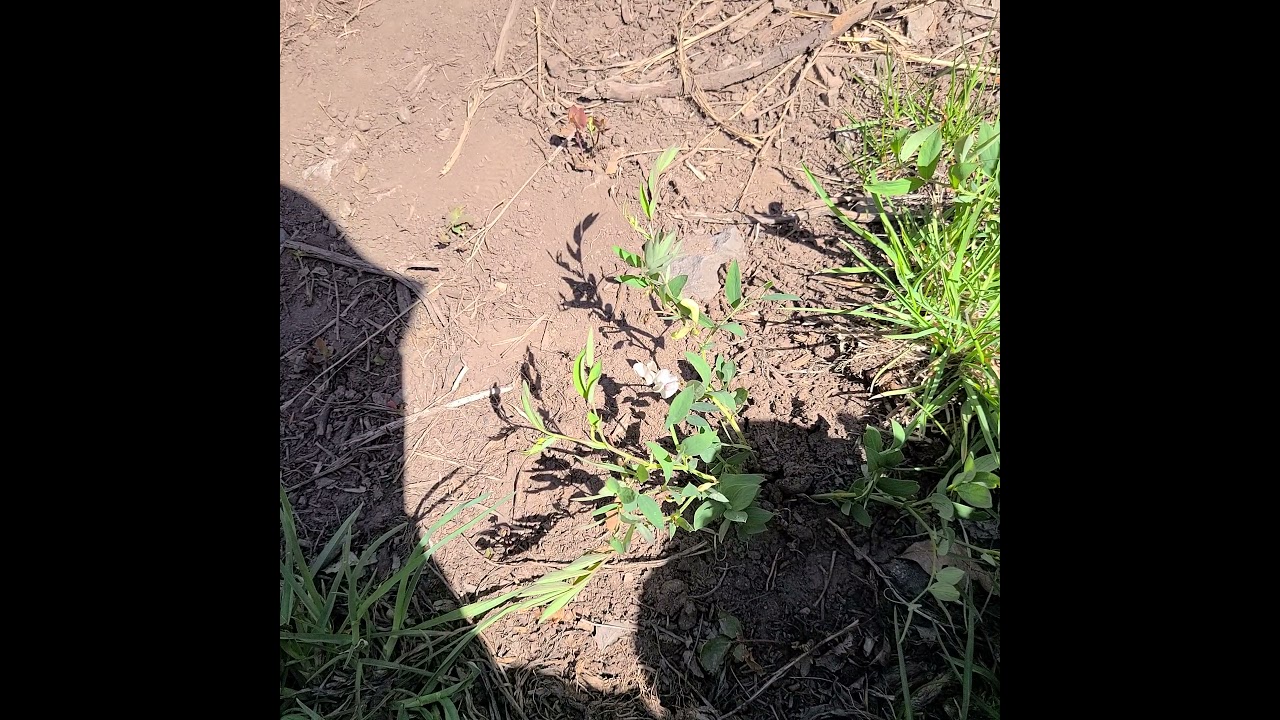 Wild white sweet pea, Lathyrus leucanthus, common along the perimeter trail, Ouray, Colorado.