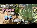 【地植えアガベ】ドライガーデンにオススメのアガベ2025最新版です！耐寒性や成長速度をはじめ難しい苦手な品種も紹介します！