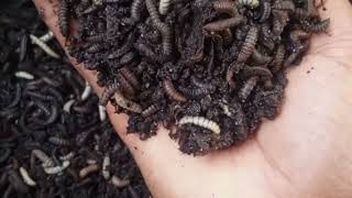 How I Sort and Grow Black Soldier Fly Larvae – Step-by-Step!