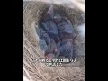 カササギ夫婦に窓を貸したら、掃除したらまさかの金の腕輪が！#犬 #動物 #動物世界 #面白い #funny