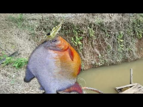 umpan-udang-palsu-mancing-ikan-bawal-|-fishing-pomfret,-using-fake-shrimp