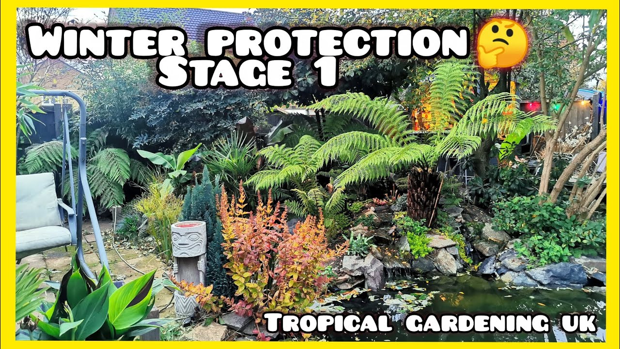 How I Protect Small Palms🌴 And more Tender Plants in The Ground for ...