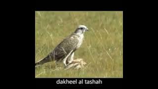 وين انت يا عشرين تسعه المكناص طير الحر ماشاءالله#مكناص_الخابور