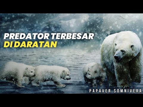 Video: Tanah salju tempat tinggal beruang kutub