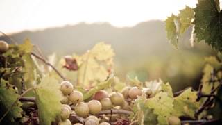 2013 National Muscadine Festival REVISED
