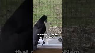 Feathered Marvels🧠 |  The Fascinating Intelligence of Crows