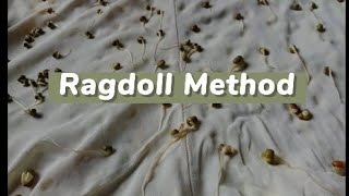 RAGDOLL METHOD | step by step