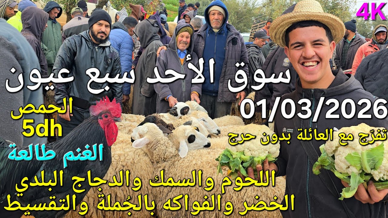 أثمنة الغنم والدجاج واللحوم والخضر سوق الأحد سبع عيون اليوم 01/03/2026