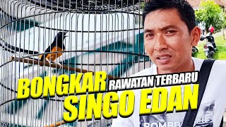 GAK ADA RAHASIA ❗❗ ANDRI BOLANG BEBER RAWATAN MURAI BATU SINGO EDAN TERBARU