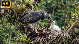 Harpy Eagle: 150 Days From Egg to Survivor | Giant of the Rainforest