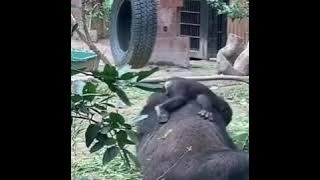 KELUARGA KINGKONG YANG BAHAGIA