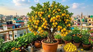 🔴LIVE  🍋 How to Propagate Lemon Tree Fast at Home | Step-by-Step Guide 🌱 #livestream #live