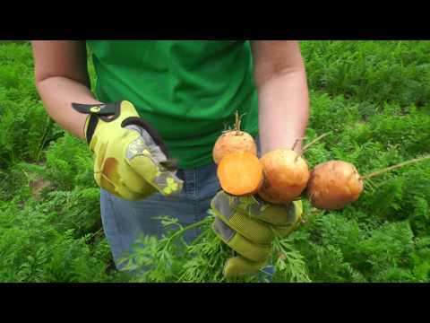 Video: Peilis daržovėms ir vaisiams lupti: veislės ir savybės