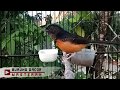 Suara Mb Trotol Belajar Bunyi Ampuh Untuk Pancingan Murai Paud Bakalan Biar Cepat Gacor Ngeplong Mp3 - Mp4 Download