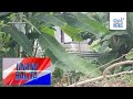 Nawawalang pulis, natagpuang patay at may tama ng bala sa batok bago ibaon sa... | Unang Hirit