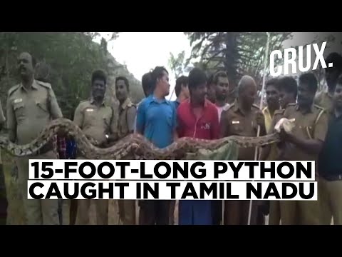 Villagers Worship A Massive Python Caught By Forest Department