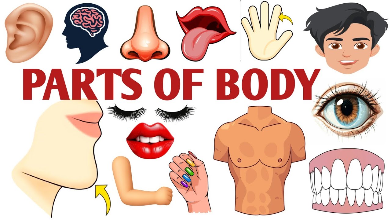Parts Of Body || Body Parts Name For Kids || Learn Body Parts Name In Hindi And English #body #kids 